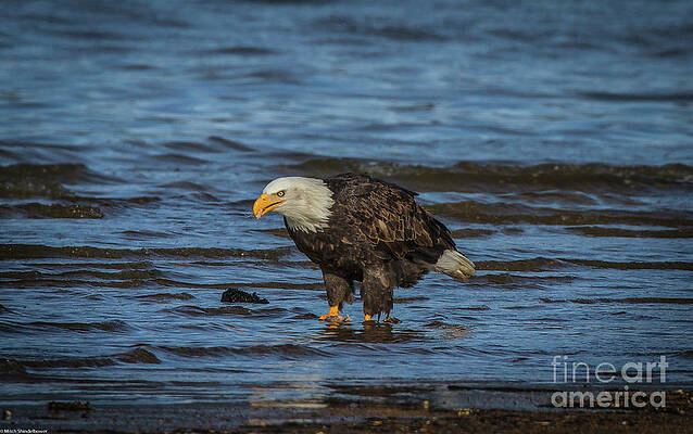 Bald Eagle 23 #1 Print