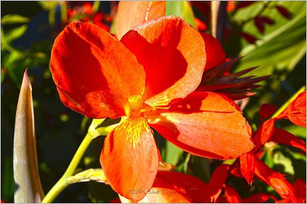 Canna Lily #1 Print