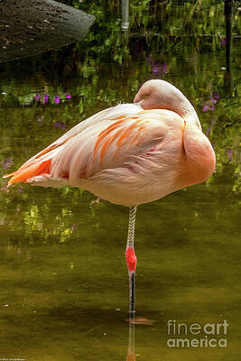 Flamingo Profile #1 Print