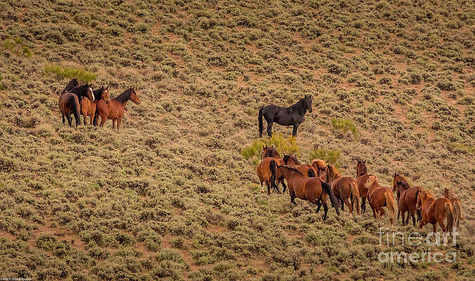 Wild Horses Of Nevada #1 Print