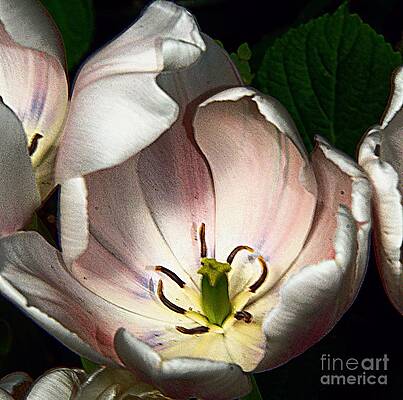 Spring Delight #2 Print