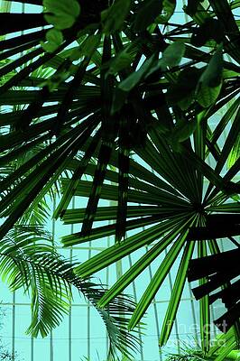 Palm Trees Print