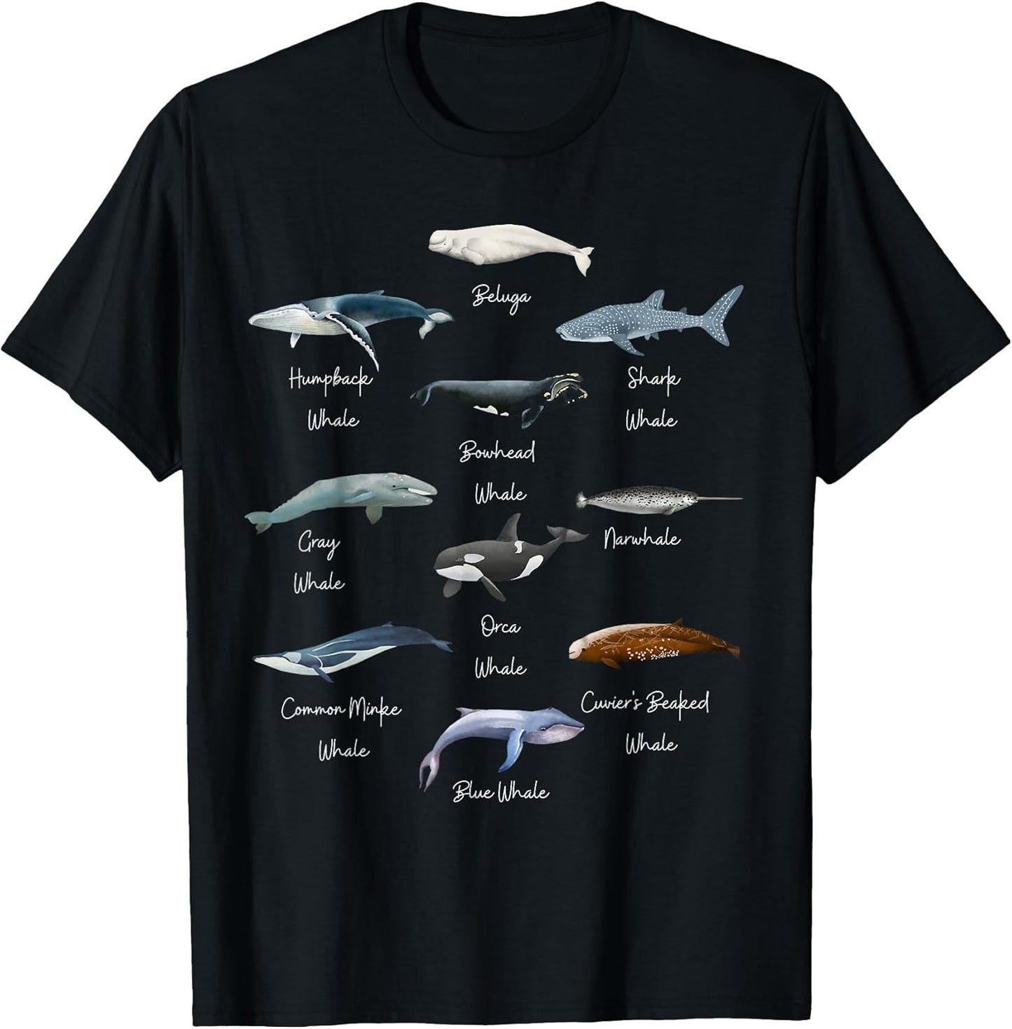 Types Of Whales Identification- Educational Whales