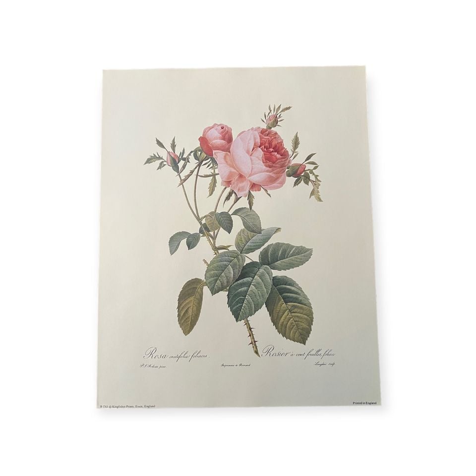 Rose Vintage Botanical Print. Rosa Centifolia Rosier. Artist Pierre Redoute. Boho Flower. 10x8"