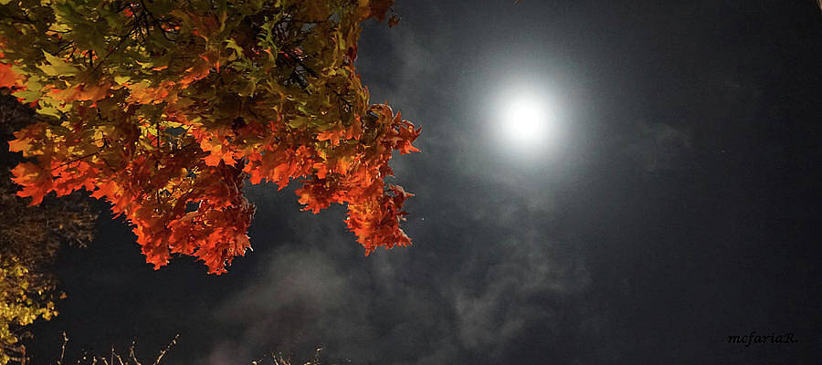Autumn Blue Moon 2020, No. 2 - Wide Format Print
