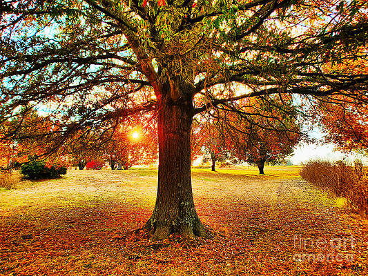 Autumn Sunrise Print
