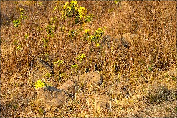 Basking Blossoms Print
