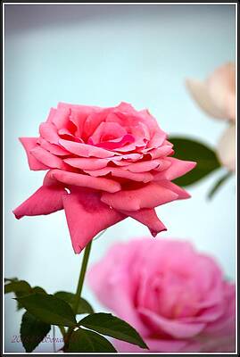 Bellissimo Roho Print