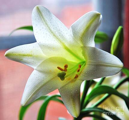 A Perfect Bermuda Easter Lily Print