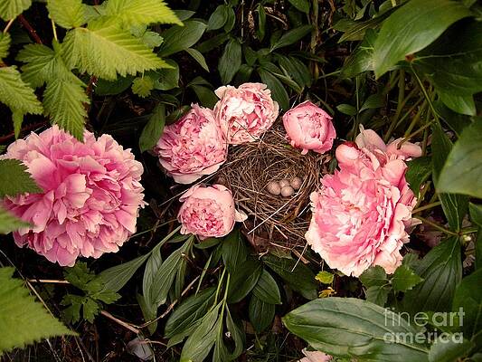 Bird Nest With Eggs And Pink Ranunculus Flowers Print