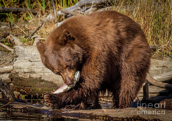 Black Bear Catching Salmon Print