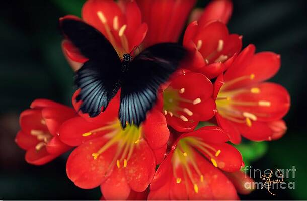 Black Butterfly Print