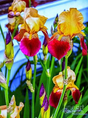 Blatant Iris Print