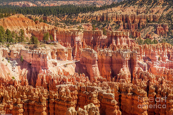 Bryce Canyon Navajo Trail Print