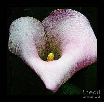 Calla Lily Print