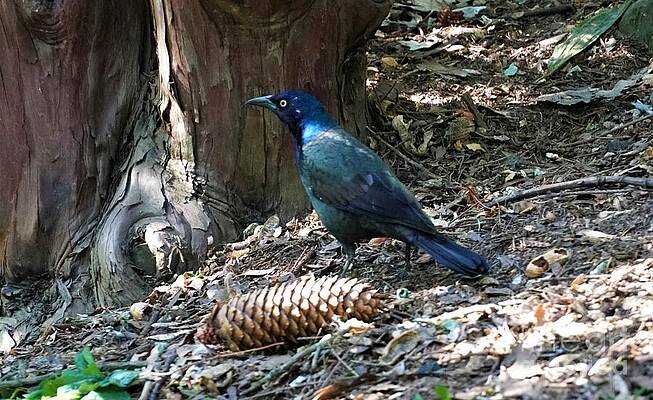 Common Grackle Print