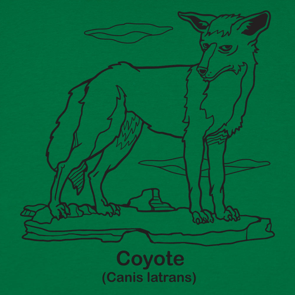 Coyote