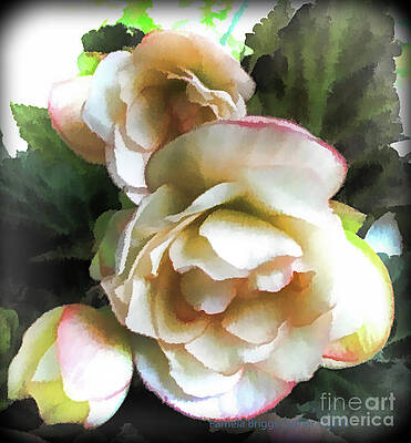 Creamy Begonia - Square Print