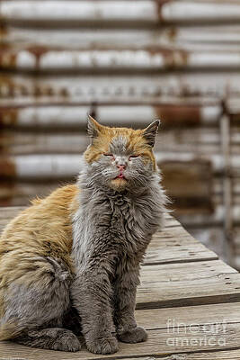 Dirt The Railyard Cat Print