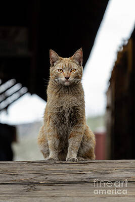 Dj The Railyard Cat Print