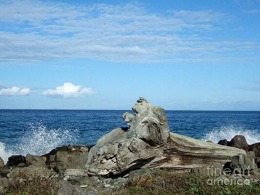 Driftwood And Sea Spray Print
