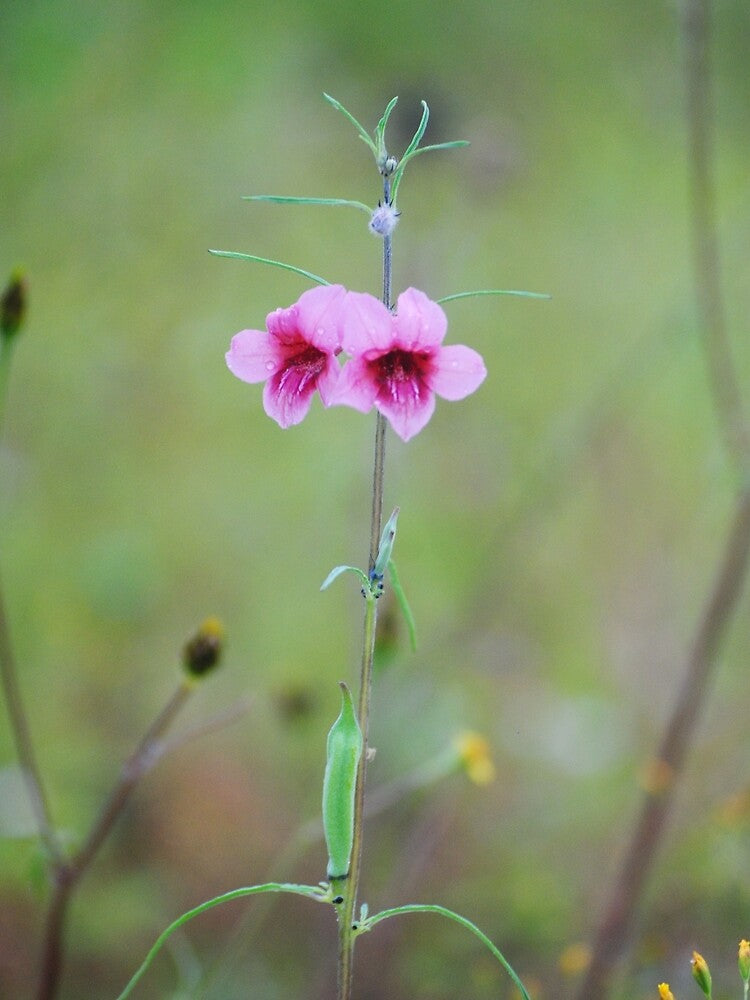 Beautiful Purple flower in nature by RedEvie