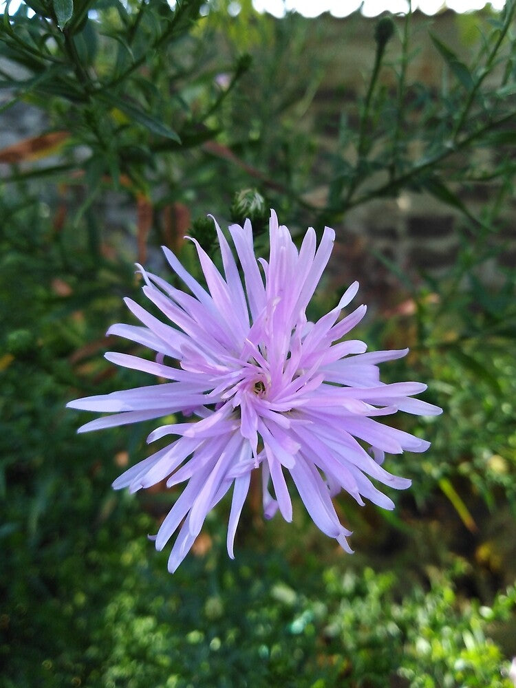 This flower is like a perfect vortex by Raigitam