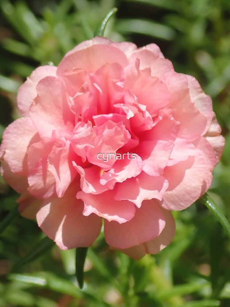 Pink Close Up Flower by cynarts