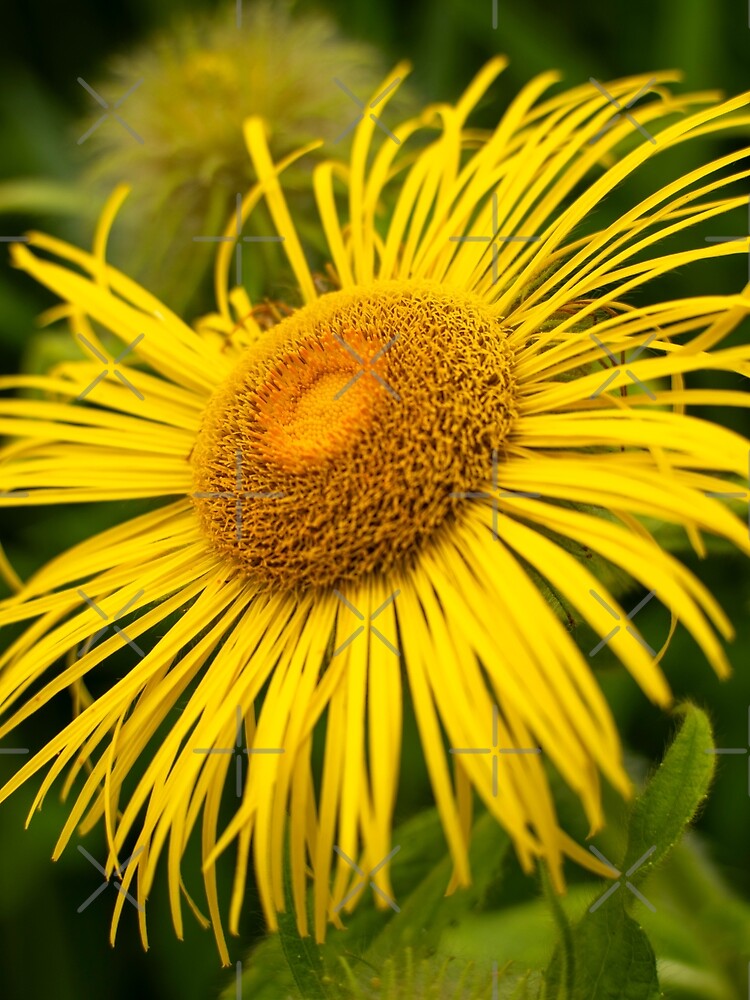 Beautiful Large Yellow Daisy Flower Closeup by Harmony Of The Mind