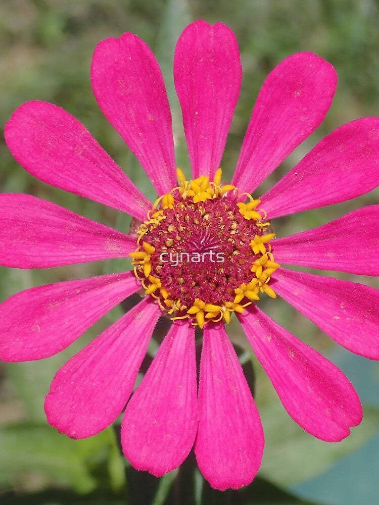 Pink Sun Flower by cynarts