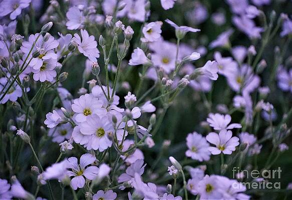 Flax In Early Morning Light Print