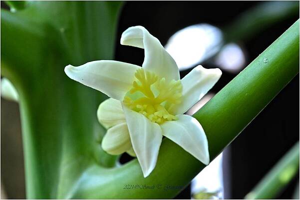 Flowers Of Papaya Print