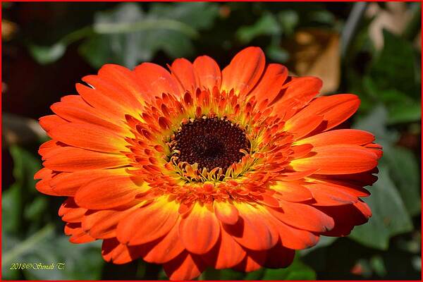 Gerbera Orange Macro Print