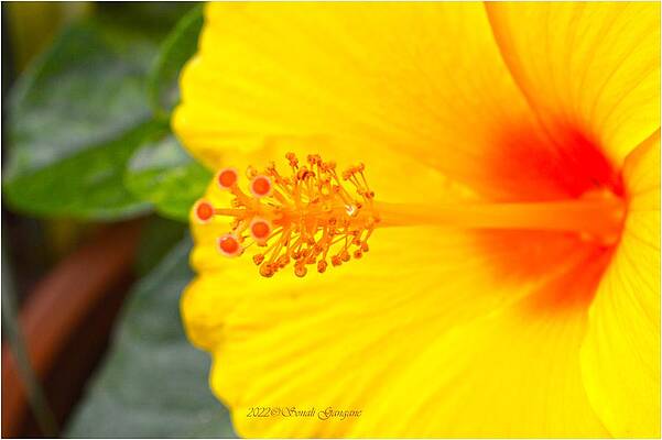 Glowing Hibiscus Print
