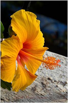 Golden Hibiscus Print