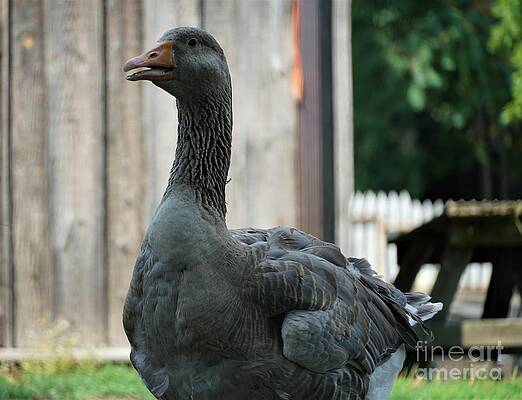 Goose On Guard Print