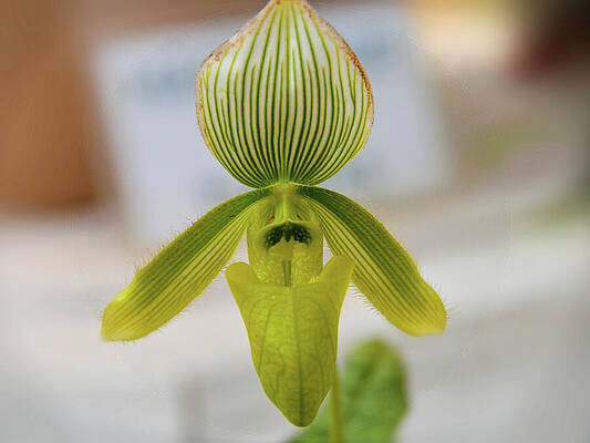 Green Striped Lady Slipper Orchid With Peach Pollen In Botanical Garden Rio De Janeiros Brazil Print