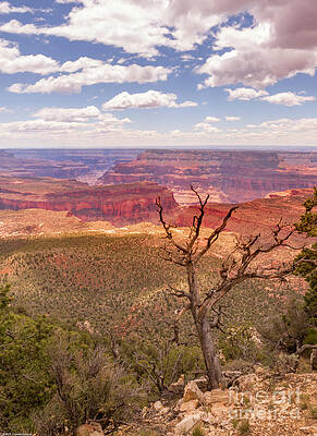 Hiking The North Rim Print