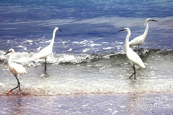 Snowy Egret's At The Shore Print