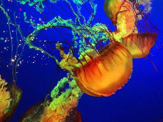 Jellyfish #1 Print