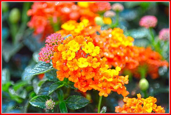 Lantana Verbena Print