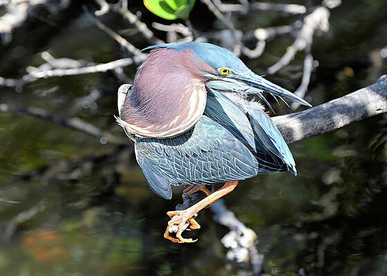 Let Us Do The Twist With A Green Heron Print