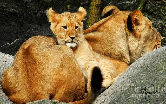 Mama And Baby Lion Print