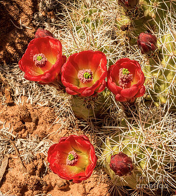 Mojave Mound Cactus Print