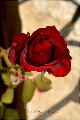 Moment Of Rose Print