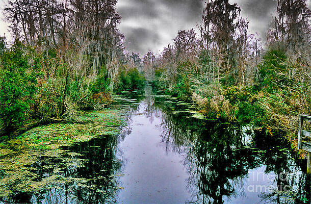 New Orleans Swamp Print