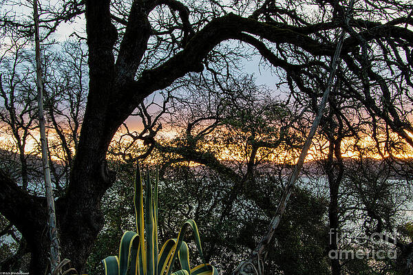 Oaks Winter Sunrise Print