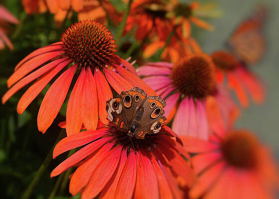 Orange Cone Flowers With Buckeye And Monarch Butterflies In Akron Ohio Print