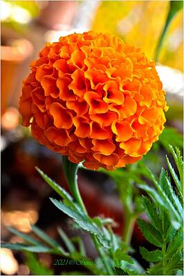 Orange Frills Print