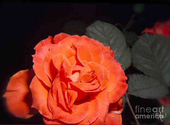 Orange Peach Rose Print